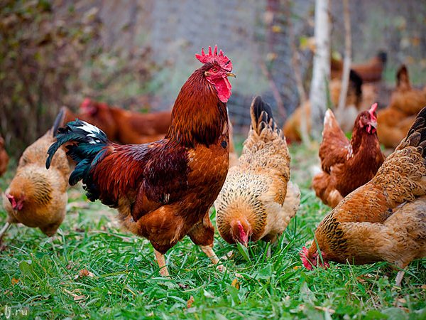 Породы куриц | ЗооТом - продажа, вязка и услуги для животных в Надыме