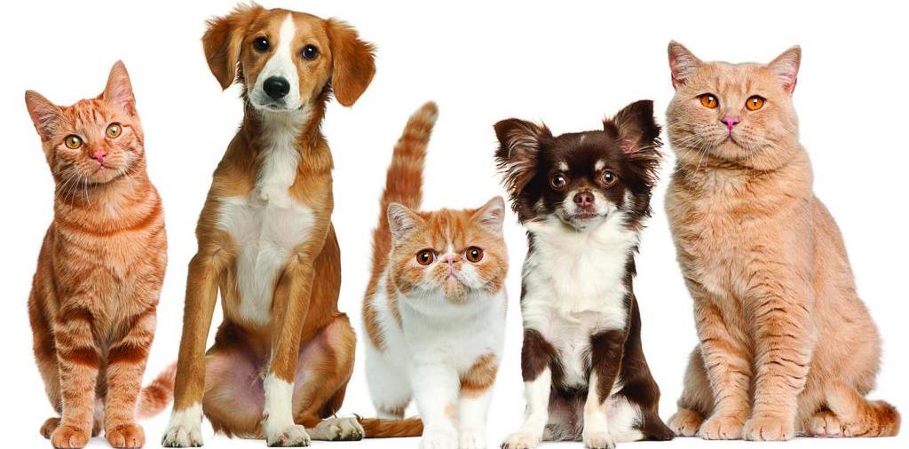 Доска объявлений о животных | ЗооТом - продажа, вязка и услуги для животных в Надыме