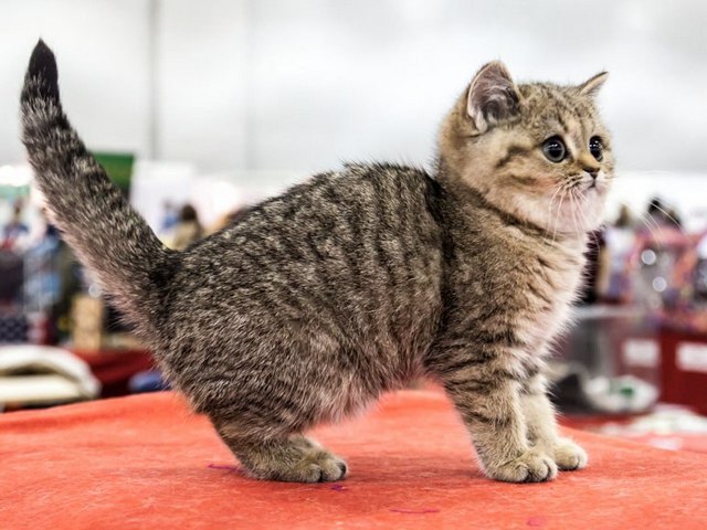 Породы кошек в Надыме | ЗооТом портал о животных
