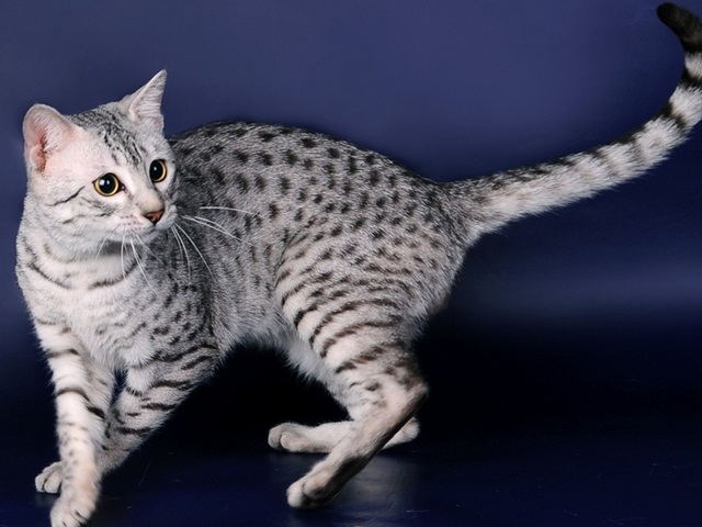 Породы кошек в Надыме | ЗооТом портал о животных