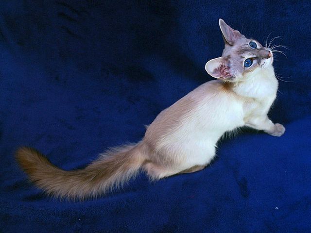 Выведенные породы кошек в Надыме | ЗооТом портал о животных