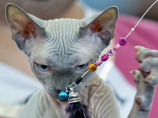 Выставки кошек в Надыме | ЗооТом портал о животных