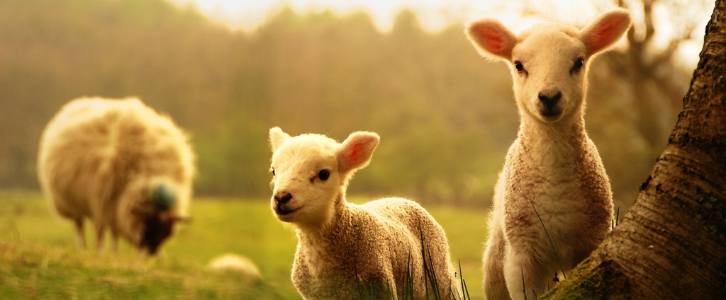 Объявления о сельскохозяйственных животных | ЗооТом - продажа, вязка и услуги для животных в Надыме