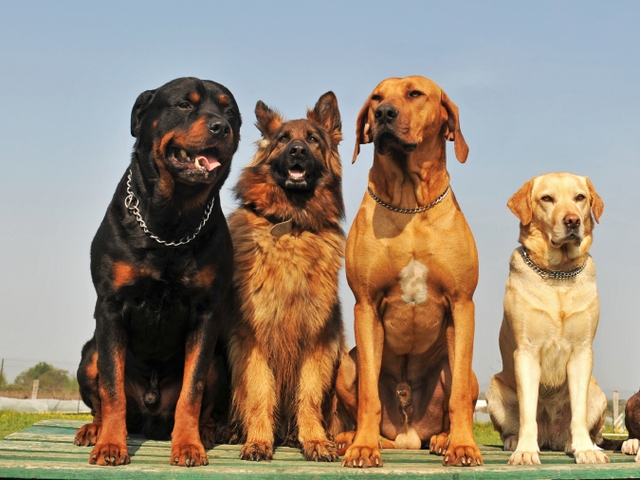 Крупные породы собак в Надыме | ЗооТом портал о животных