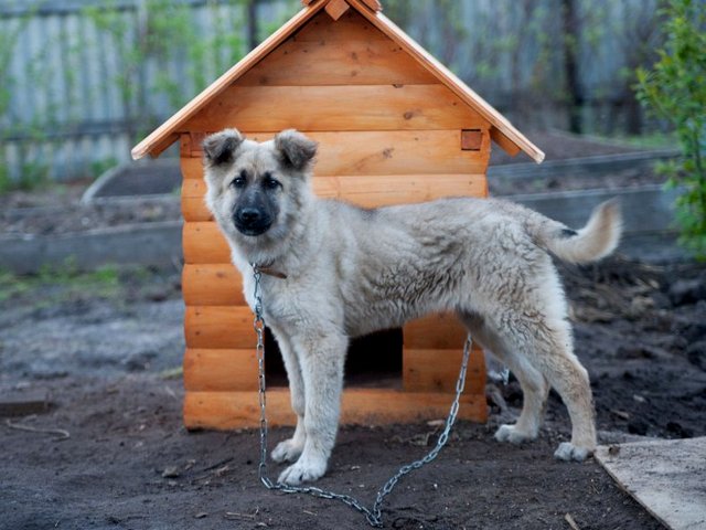 Все о собаках в Надыме Все о собаках в Надыме